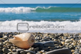 Large shell on rocky beach