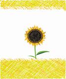 Wild sunflower drawing