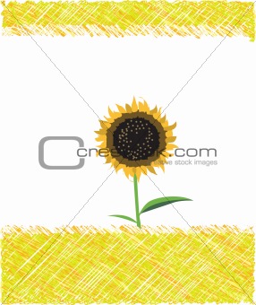 Wild sunflower drawing