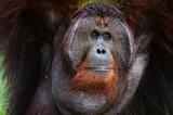 Portrait of Orangutan.