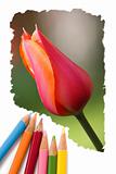 Color pencil drawing tulip flowers