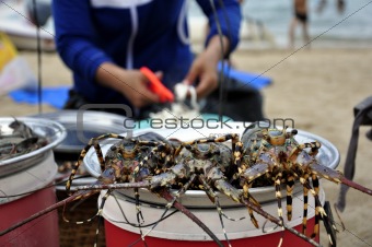Lobsters at the Beach