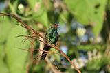Fork-tailed Emerald hummingbird, Chlorostilbon canivetii