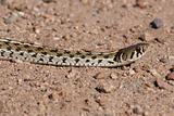 Checkered Garter Snake, Thamnophis marcianus