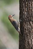 Gila Woodpecker, Melanerpes uropygialis