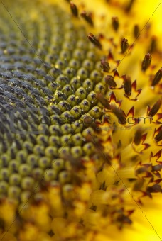 Sunflower seeds detail