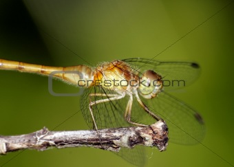 Yellow-legged Meadowhawk Dragonfly