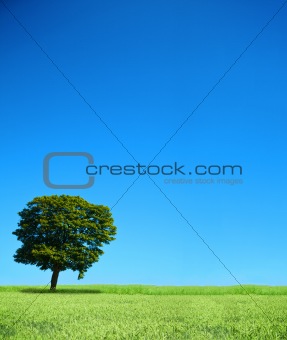 field and lonely tree