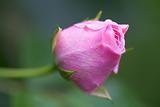 closeup of dew drops on a rose