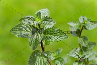 peppermint, plant, outdoors, herb,menthol,health,spice,leaf,bush,herbal,health,refreshment,spearmint,green,background,grow,organic,nature,season,foliage,fragrant,nobody,scented