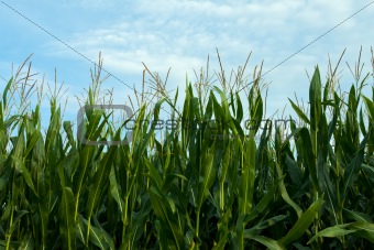 detail of a corn field in hallertau