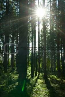 sunlight rays in a forrest in summer