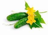 fresh cucumber fruits with green leaves