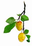 fresh plum fruits with green leaves