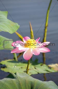 Beautiful flowers of a lotus