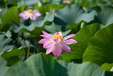 Beautiful flowers of a lotus