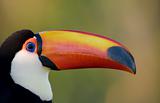 Toco toucan close up.