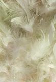 Fluffy slushy smoky snow white feather background 
