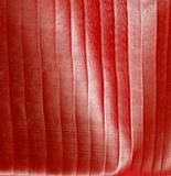 Red stripey blur