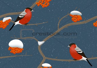 Bullfinches in winter