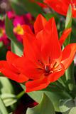 Glorious Red Tulip