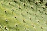 Cactus texture