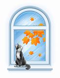 kitten sitting on windowsill of autumn window