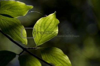 leafs, close up