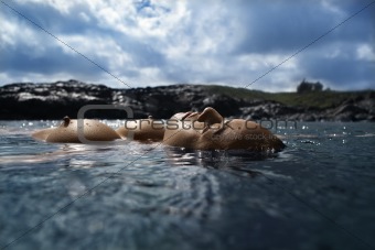 Nude woman floating in sea.