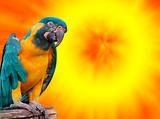 Parrot in the sun