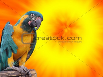 Parrot in the sun