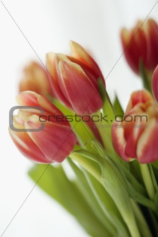 Tulip flowers.