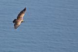 Vulture in flight