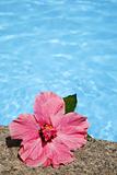 Hibiscus by Pool