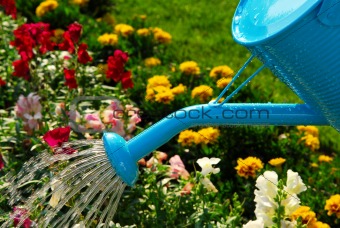 Watering flowers