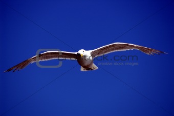 Seagull, Seattle to Bainbridge Island Ferry, Washington, USA