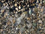 wet pebbles on the beach of the Black Sea1