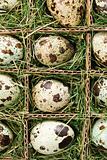 Speckled eggs.