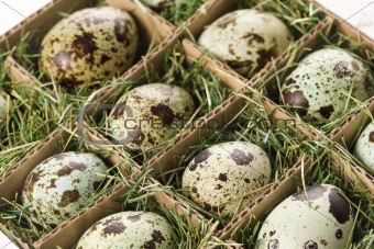Speckled eggs.