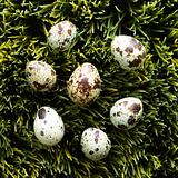 Eggs on grass.