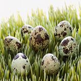 Eggs on grass.