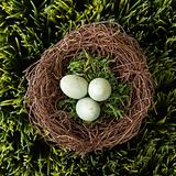 Eggs in nest.