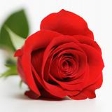 Red rose on white.