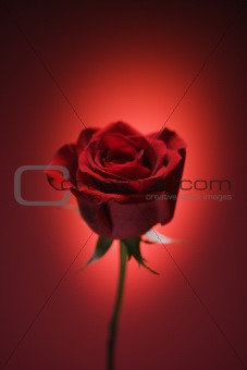 Red rose on red.