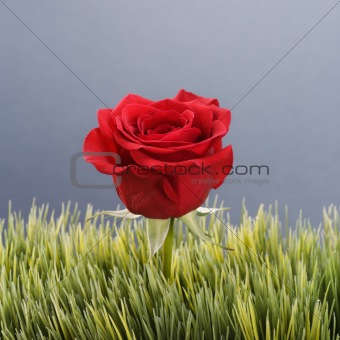 Red rose in grass.