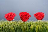 Red roses in grass.