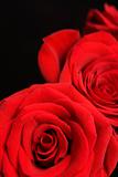 Red roses on black.