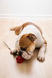 Dog sniffing red rose.
