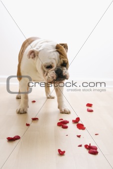 Dog looking at petals.