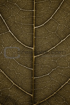 Grunge Leaf detail